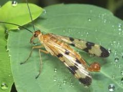 Phylum Arthropoda, Subphylum Hexapoda, Class Insecta, Order Mecoptera