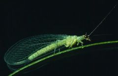 Phylum Arthropoda, Subphylum Hexapoda, Class Insecta, Order Neuroptera