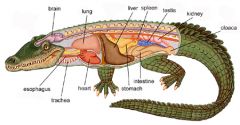 Phylum Chordata, Subphylum Craniata, Class Reptilia, Order Crocodilia
