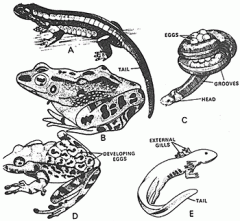 Phylum Chordata, Subphylum Craniata, Class Amphibia