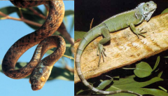Phylum Chordata, Subphylum Craniata, Class Reptilia, Order Squamata