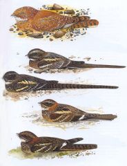 Phylum Chordata, Subphylum Craniata, Class Aves, Order Caprimulgiformes
