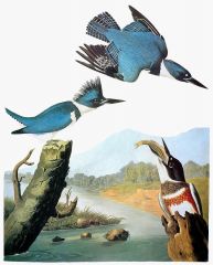 Phylum Chordata, Subphylum Craniata, Class Aves, Order Coraciiformes