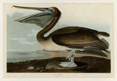Phylum Chordata, Subphylum Craniata, Class Aves, Order Pelicaniformes