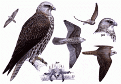 Phylum Chordata, Subphylum Craniata, Class Aves, Order Falconiformes