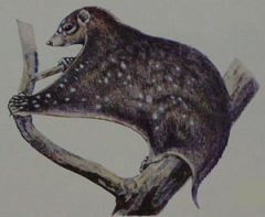 Phylum Chordata, Subphylum Craniata, Class Mammalia, Order Dermoptera