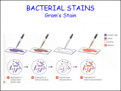How do gram stains work? What are the 4 ingredients/ 4 steps needed? Which one is the most important?