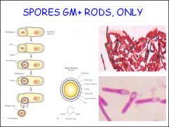 Spore formation only happens in gram ______ cells. Why is this?