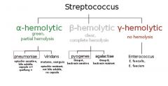 Describe streptococcus.
Are they GM +/-? 
Catalase test? +/-
Rods or cocci?
Gaseous enviorment?
Where are they found commensually?
What TEST can we do to differentiate species?