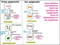 What are the distinct mechanisims that can produce and EPIGENETIC form of inheritance in an organisim? (4)
