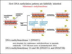 How are DNA methylation sequences faithfully inherited?