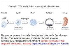 What is the difference between the methylation of a gene and the methylation of a paternal/ maternal strand?