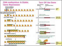 Describe how DNA methylation:  
1.) contributes to mechanisims of stable GENE REPRESSION
2.) may help TURN OFF genes

What is the purpose behind this?