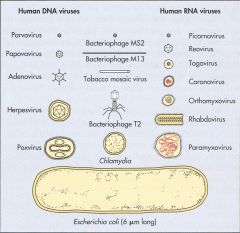 What are all the Human DNA viruses?
(smallest to largest)
