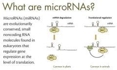 What is a Micro RNA (miRNA) and what do they do exactly?
How significant are they?