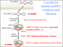 In the grand scheme of things, what does the MicroRNA (miRNA) need to combine with in the cytocol in order to carry out it's final step and function in the cell as a gene modifier?