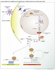 How do miRNA, siRNA, and RNAi all relate to human retroviruses like lentivirinae (HIV) and Oncovirinae? What roles do they play?