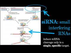 Define the subtle differences between miRNA, siRNA, and RNAi.