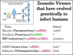Viruses can jump from animal reservoir hosts in to humans, and then MUTATE (genetic changes occur) to efficiently become more infectious.... What do we call these types of viruses that jump from animals to human? What kind of animal sources do we seem the