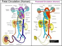 In general what do all the residual structures of fetal circulation become (umbilical vein/ artery, ductus venosum/arteriosum, foramen ovale) ?