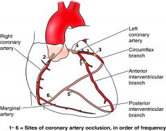 Where are the most frequent sites of coronary occlusion? What characteristics might cause this to occur?