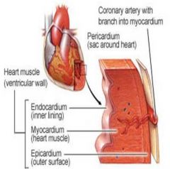 Which layers of the heart (epicardium, myocardium, endocardium) are associated with which embryonic tissue...  

don't get tricked... The answer is actually really easy...