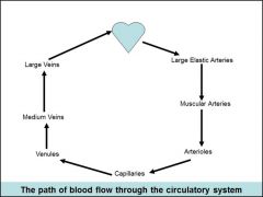 During circulation, the  CAPILLARY connects arterial side to venous side,with special exceptions:

1. What is an example of when the path of blood flow SKIPS the capillary bed?
2. How about when it passes through not just one, but also a SECOND capilla