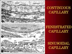 1. CONTINUOUS CAPILLARIES
2. FENESTRATED CAPILLARIES
3. SINUSOIDAL CAPILLAIRES