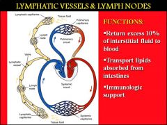 The LYMPH an CIRCULATORY system are both VASCULAR systems, are very similar. 

What are some clues/ key differences to help you tell the difference between the two on a slide?