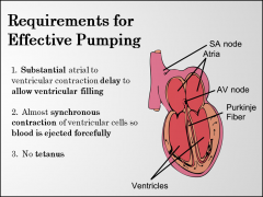 **enough delay between the first and second contraction... (that way the ventricle can have enough time to fill up entirely before it ejects)

** both bottom sides of heart (left and right ventricle) contract pretty close to exact same time.

** no te