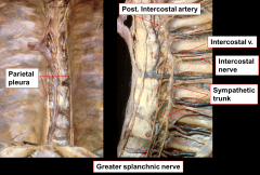 SYMPATHETIC TRUNK GANGLIA

Sympathetic fibers:
*Speed heart rate
*Dilate blood vessels that supply heart wall
*Dilate respiratory air tubes
*Inhibit muscles and glands of esophagus