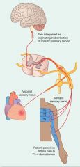 PERCEIVING HEART PAIN IN THE T1-4 DERMATOMES