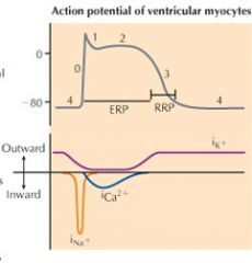 FIVE phases (0-4) of AP in ventricular (and atrial) heart cells

PHASE 4 (the resting membrane potential)

PHASE 0 (upstroke of the action potential)

PHASE 1 (rapid repolarization to the plateau)

PHASE 2 (the plateau)

PHASE 3 (repolarization)