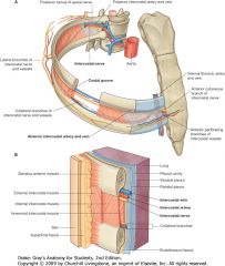 Take a look!
• Intercostals are not completely continuous anteriorly and posteriorly; membranous layers help to complete the spaces left unfilled by the muscles. 
• Blood vessels and nerves serving the thoracic cage travel in layers that run between int