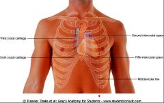 1. SUPRASRTERNAL NOTCH: Suprasternal notch.  Suprasternal notch projects posteriorly onto T2 and T3.

2. STERNAL ANGLE: (a.k.a. Angle of Louis) where the manubrium and body of sternum join, projects posteriorly to T4 and T5 

3. STERNUM:  directly ant