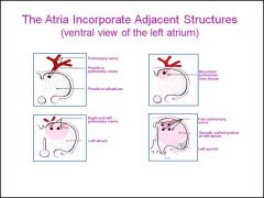 How do we get the rapid expansion of the left and right atria? How come we have all these extra orfices in the L and R artia? EXPLAIN WHY THE WALLS OF THE ATRIA ARE SMOOTHER THAN THE VENTRICLES. HOW DO THEY DO IT?!
