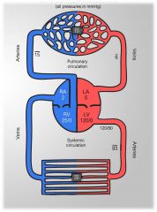 Again, comparing fetal circulation vs. adult circulation, they are both designed/ adapted for efficient exchange of gases/ nutrients/ and wastes either through placental circulation or pulmonary circulation.  Which circuit (fetal/embryo or neonate/infant/