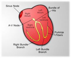 ELECTRICAL EVENTS precede and initiate mechanical events
SA node (SINUS NODE) is the normal pacemaker
Conduction proceeds from SA node-->  internodal pathways--> AV node--(pause)--> HIS-Purkinje system--> ventricular myocardium
