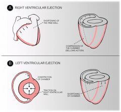 Contraction of the LEFT VENTRICLE consists of a powerful of the chamber with shortening of the heart from base to apex, resulting in the high pressure required to pump blood through the high resistance systemic circulation.