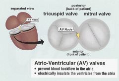 ELECTRIC INSULATOR!! (only place where electrical impulse can pass is through the AV node