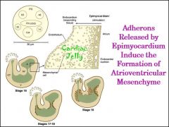 cells in epi-myocardium secret ADHERONS (TGF-beta, Fibronectins, proteoglycans, inductive signals). -->diffuse through cardiac jelly-->
[*endocardium*]--> migrate into jelly-> MESENCHYMAL CELLS OF ENDOCARDIAL CUSHIONS--> make tissues that seperate atria 