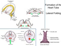 Heart formation involves 2 different axises. What are the two differen types of folding called?