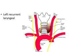 *The left recurrent laryngeal nerve passes beneath the arch of the aorta and ascends to the neck between the trachea and the esophagus. Bronchogenic or esophageal carcinoma or an aneurysm of the arch of the aorta can thus affect this nerve
*Surgery, inju