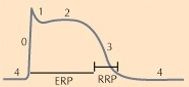 Which part(s) of the conduction system of the heart has a LONGER PLATEAU PHASE (phase 2) during its action potential?