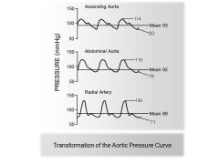So if blood moves based on the difference in pressure gradients.... How the heck can blood still move to a lower branch when the systolic pressure is higher?!