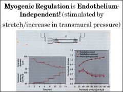 Auto regulation (endothelium independent)
