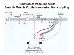 VSMC contraction requires calcium elevation, from intracellular sources and from
extracellular Ca through voltage and ligand gated channels
When a constrictor such as NE binds to alpha 1 adrenoreceptors, activates PLC, IP3 raises intracellular Ca. Angio