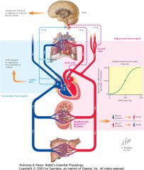 The high-pressure arterial baroreceptors of the aortic arch and carotid sinus and the associated baroreceptor reflexes are most important for moment-to-moment regulation of arterial pressure. During normal, quiet daily activities, an inverse relationship 