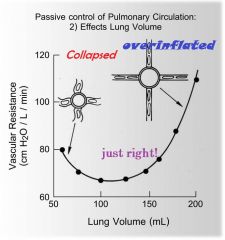 Collapse of the lung raises R by collapsing the extra-alveolar vessels
Over-inflation of the lung will raise R because alveoli will impinge on alveolar vessels