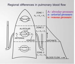 it is best to think of the top of the lung as having low hydrostatic pressure with low perfusion and the bottom of the lung as having high hydrostatic pressure with high perfusion.

*Higher hydrostatic pressures below pulmonary artery entry point
*Redu